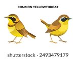 Beautiful Common Yellowthroat on white background vector illustration