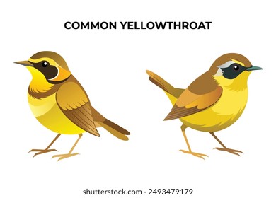 Beautiful Common Yellowthroat on white background vector illustration