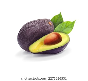 Beautiful composition of avocado with green leaves. Vector illustration.