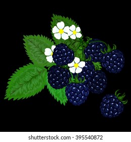 Beautiful a composition of blackberries vector