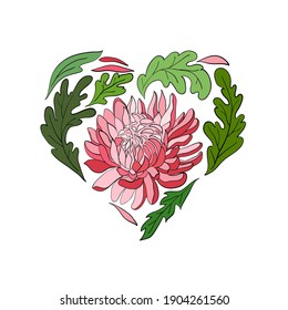 Beautiful composition in the shape of a heart, flowers and leaves of chrysanthemum, isolated on a white background.  Great template for valentines, postcards, romantic cards, any other design.