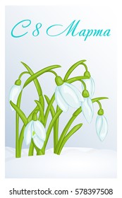 Beautiful congratulation or greeting card for women's day with SnowDrops. Russian translation: 8 March. Holiday greetings background in simple cartoon style. Vector illustration. Flower Collection.