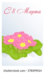 Beautiful congratulation or greeting card for women's day with Primula. Russian translation: 8 March. Holiday greetings background in simple cartoon style. Vector illustration. Flower Collection.