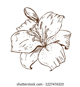Beautiful contour lily flower. Illustration of big lily isolated on white background. Hand drawn vector. Nature floral collection