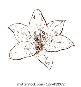 Beautiful contour lily flower. Illustration of big lily isolated on white background. Hand drawn vector. Nature floral collection