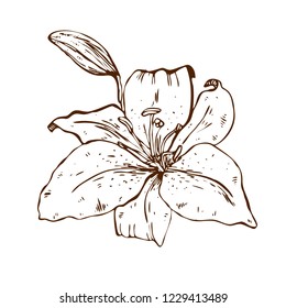 Beautiful contour lily flower. Illustration of big lily isolated on white background. Hand drawn vector. Nature floral collection