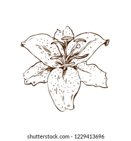 Beautiful contour lily flower. Illustration of big lily isolated on white background. Hand drawn vector. Nature floral collection