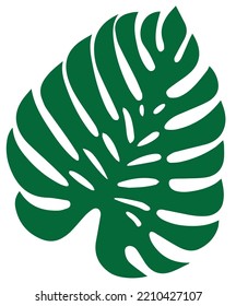 beautiful and cool looking monstera leaf vector image.