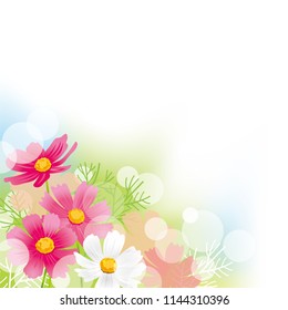 Beautiful cosmos flower