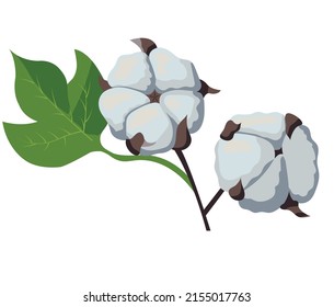 Beautiful cotton branch with flowers and leaves. Natural fluffy fiber on the stem. Vector stock illustration isolated on white background.