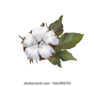 Beautiful cotton flower realistic
 on white background, softness, cotton wool, environmentally friendly raw materials.