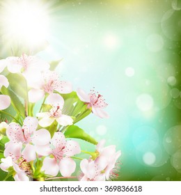 Beautiful crab apple tree blossoms against a blue background. EPS 10 vector file included