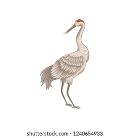 Beautiful crane with long thin beak, legs and neck. Bird with big wings and red skin on head. Flat vector design