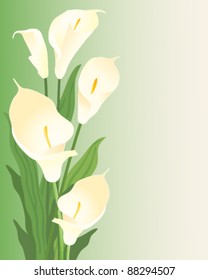 beautiful creamy white calla flowers on green vector illustration in eps 10 format