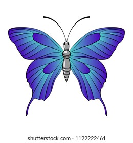 Beautiful creative blue butterfly. Vector illustration isolated on white background.