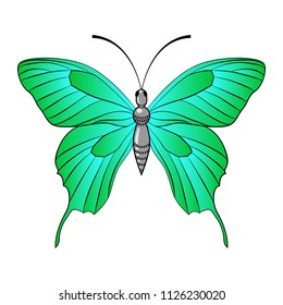 Beautiful creative green butterfly. Vector illustration isolated on white background.