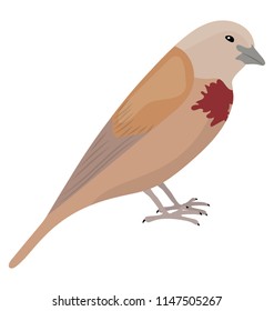 
A beautiful creature with brown and red feather and beak depicting mindanao bleeding-heart
