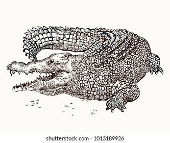 
Beautiful crocodile graphic