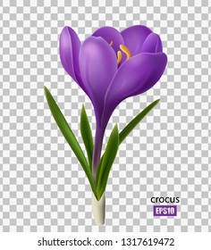 Beautiful crocus flower, spring flower. Purple flower on a transparent background. Bouquet, bud, petal, blooming. 3D effect. Vector illustration. EPS10