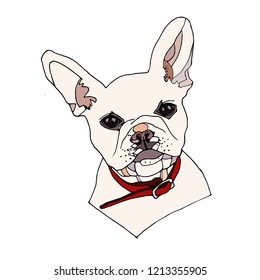 Beautiful cute isolated vector beige french bulldog puppy