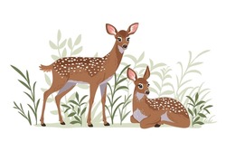 Beautiful And Cute Spotted Deers On White Background. Vector Illustration