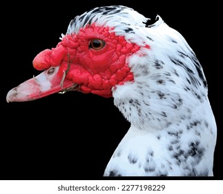 BEAUTIFUL CUTE WHITE DUCK VECTOR WITH STUNNING BLACK BACKGROUND