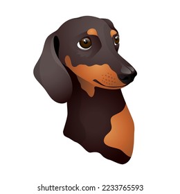 Beautiful Dachshund dog breed, black with brown spots. Isolated vector illustration