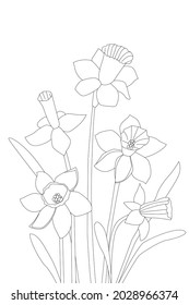 beautiful daffodils flowers for your coloring book