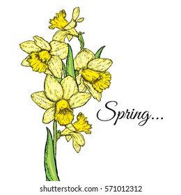 Beautiful daffodils. Vector illustration. Bouquet of spring flowers. 