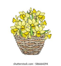 Beautiful daffodils in a wicker basket. Vector illustration. Narcissus. Bouquet of spring flowers.