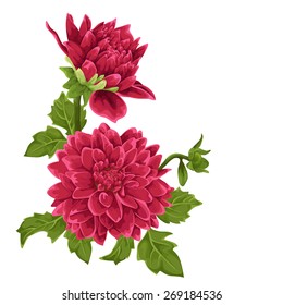 Beautiful dahlia flower isolated on white. 