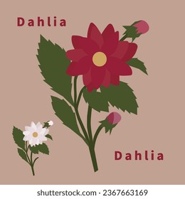 Beautiful dahlia vector use for any design elements of cover or anything else.