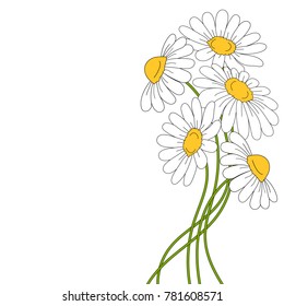 Beautiful daises on white background. Floral vector illustration.