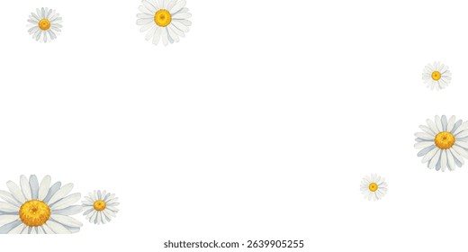 Beautiful  daisies frame on a white background, perfect for spring and summer designs, invitations, and greeting cards. The delicate flowers create a fresh and cheerful atmosphere.