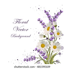 Beautiful daisies and lavender flowers on white background.