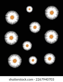 Beautiful Daisy Background and wallpaper 