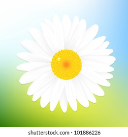 Hermosa Daisy De Fondo Azul Del Cielo, Ilustración Vectorial