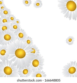 Beautiful daisy (chamomile) flower on a white background. 