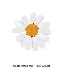 Beautiful daisy chamomile flower top view isolated on white background. Vector