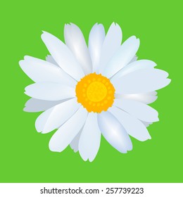 Beautiful daisy flower camomile. Vector