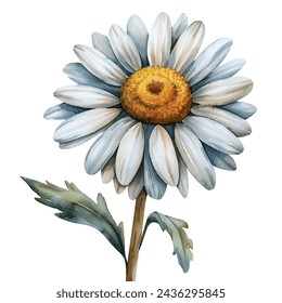 beautiful daisy flower vector illustration in watercolour style