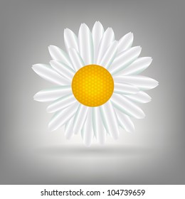 Beautiful  Daisy icon vecotr illustration
