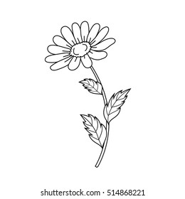 Beautiful daisy isolated on a white background. Vector illustration.