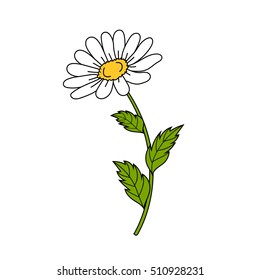 Beautiful daisy on white background. Floral vector illustration.