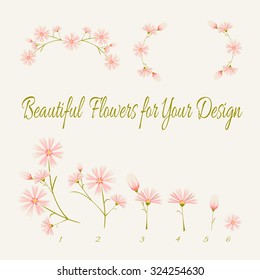 Beautiful daisy phlox flower elements isolated on light beige background. Vector illustration.