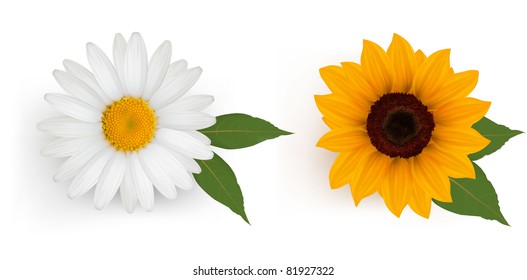 Beautiful daisy and sunflower with leaves. Vector.