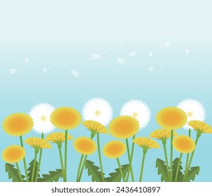Beautiful dandelions blooming in the spring season.
