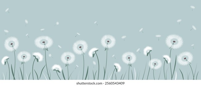 Beautiful dandelions with flying seeds. Vector illustration of blooming dandelions for design background. Dandelion seeds flying from gusts of wind.