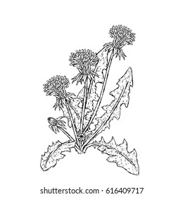 Beautiful dandelions. Vector illustration. Plants and flowers.
