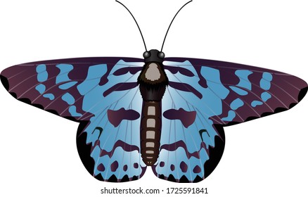 A beautiful day flying moth, which mimics butterflies.